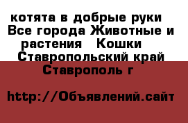 котята в добрые руки - Все города Животные и растения » Кошки   . Ставропольский край,Ставрополь г.